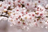 日本の四季に感謝です