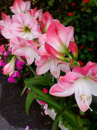 アマリリス 2010/03/24 18:24:46