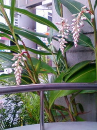キントラノオ 2011/05/27 08:37:17