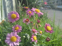 路傍の花 2009/11/29 15:03:22