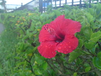 空港前の可憐な花 2010/08/07 07:33:32