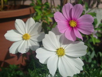 庭先の花 2010/12/05 14:31:37