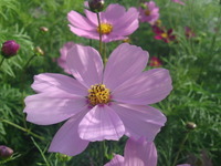 春の息吹 2011/03/01 09:14:51