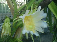 なんの花？ 2011/09/10 07:27:20