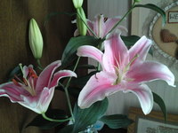 玄関に百合 2012/05/27 08:25:53