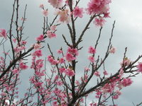 桜。。
