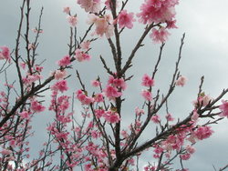 桜。。