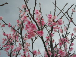 桜。。