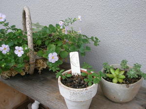 ペンキ塗り。。