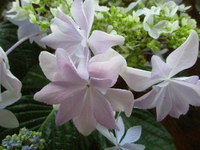 紫陽花。。