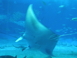 美ら海水族館。。