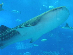 美ら海水族館。。