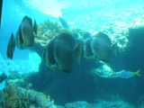 美ら海水族館。。