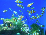 美ら海水族館。。
