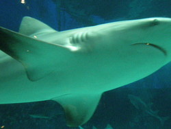 美ら海水族館。。