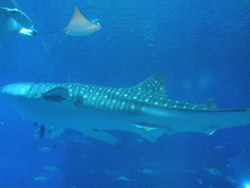 美ら海水族館。。