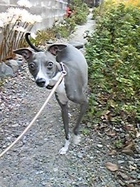 ドッグラン♪ 2009/09/22 23:31:22