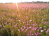 コスモス畑☆ 2009/10/17 20:59:05