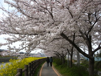 ＊桜満開＊ 2009/04/01 14:30:00