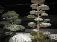 猛吹雪スノー 2009/12/30 22:08:41