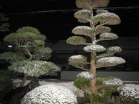 猛吹雪スノー