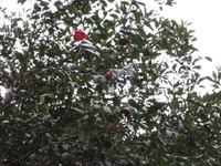 ヤブツバキ 2012/01/31 18:49:49