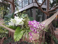 沖縄国際洋蘭博覧会 2012/02/09 19:51:13