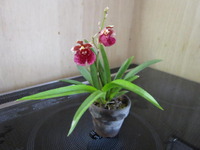 我が家の欄 2012/02/11 19:26:43