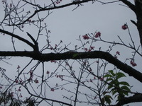 寒緋桜 （かんひざくら） 2012/01/16 18:08:50