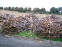 砂糖キビ畑 2012/01/22 18:47:10
