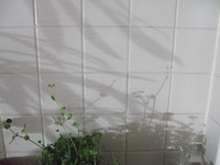 キッチン2　と　さんそ 2010/03/30 17:48:45