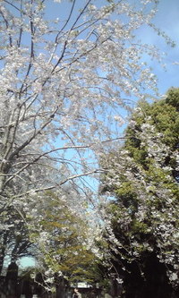 さくらさくら♪ 2010/04/12 10:07:43