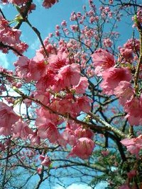 八重岳桜まつり♪ 2012/02/02 12:07:54