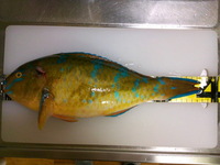 遠足♪ 2011/07/03 18:52:14