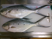 昨日の釣行 2011/07/16 14:39:00
