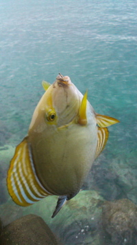 初釣り釣果 2012/01/23 10:01:04
