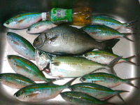 久し振りの釣り 2012/04/19 21:04:00