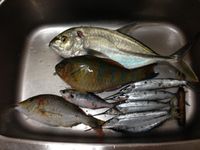 今日の釣果 2012/10/25 21:21:49
