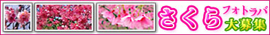 桜を撮ってフォトラバしましょう！