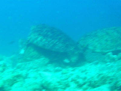 慶良間諸島ダイブ！