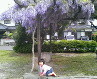 藤の花 2010/05/19 15:48:40