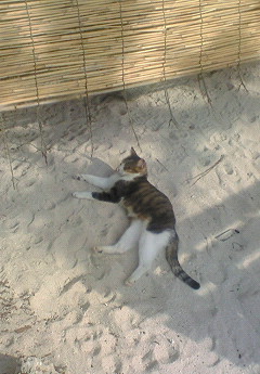 猫。