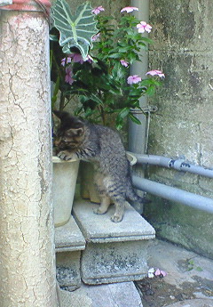ティーダカンカン