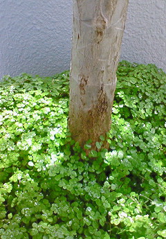森