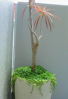 森