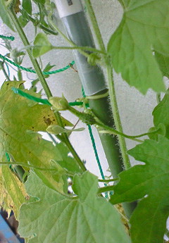 ベランダ菜園。