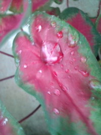 雨。 2010/05/29 17:29:15