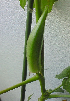 ベランダ菜園。