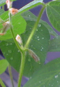 ベランダ菜園