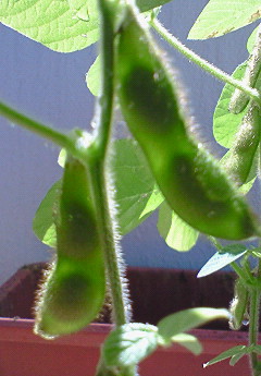 ベランダ菜園。